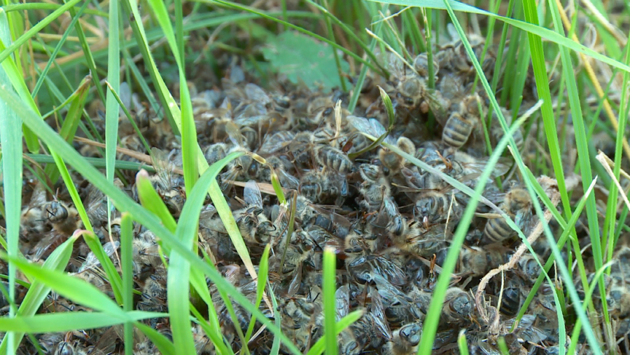 Ядовитый нектар: будет ли в этом году урожай мёда на Алтае 