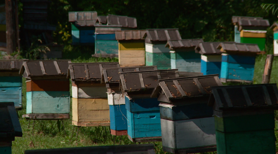 Ядовитый нектар: будет ли в этом году урожай мёда на Алтае 