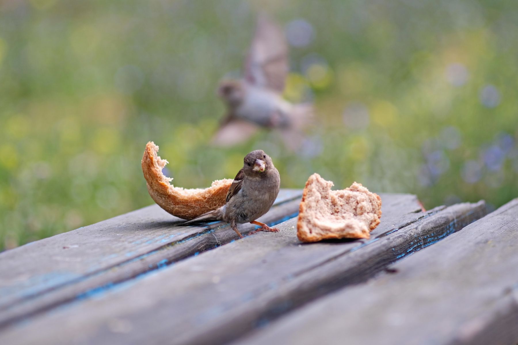 Неравнодушный бийчанин каждый день кормит голубей во дворе