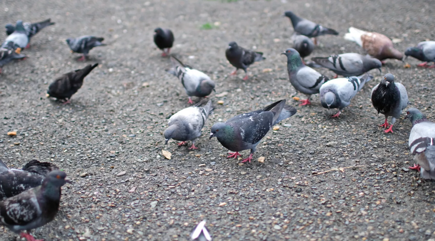 Неравнодушный бийчанин каждый день кормит голубей во дворе