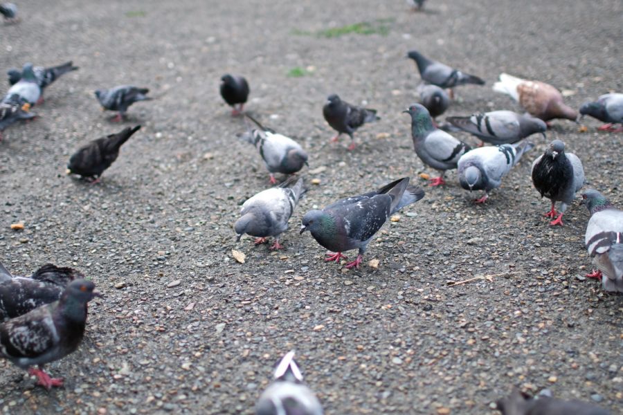 Неравнодушный бийчанин каждый день кормит голубей во дворе