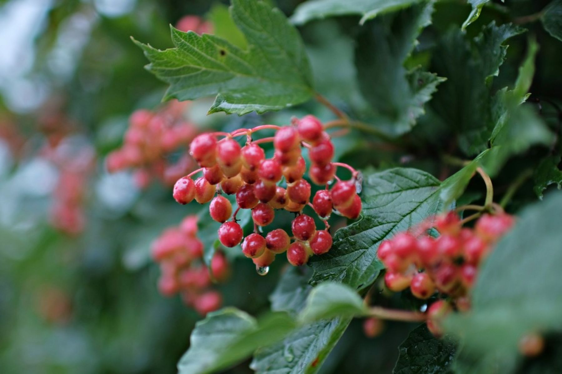 Сегодня в Сростках завершится фестиваль «Шукшинские дни на Алтае»