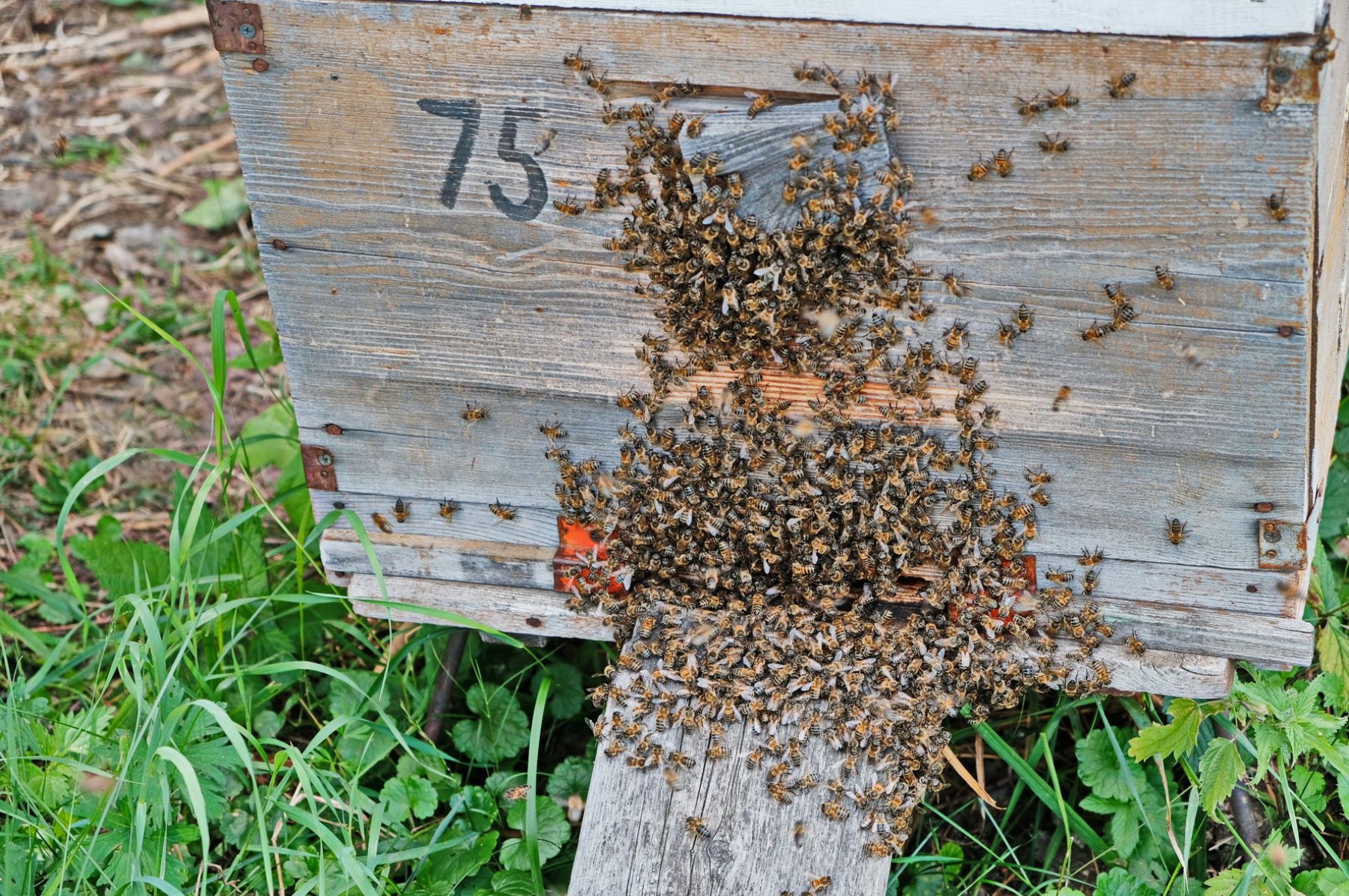 Пчелы. Пасека.