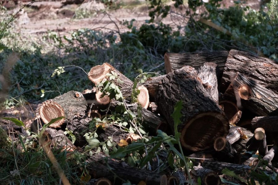 Вырубкой деревьев на территории будущего детского сада обеспокоены бийчане 