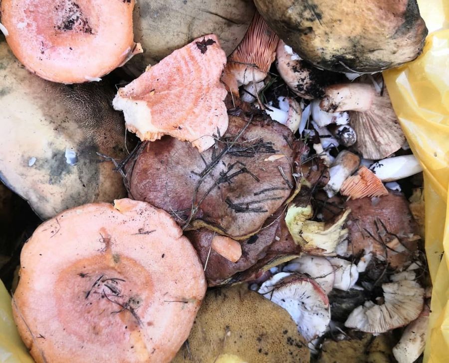 Грибалка: бийчане завалили соцсети фотографиями корзин с грибами 