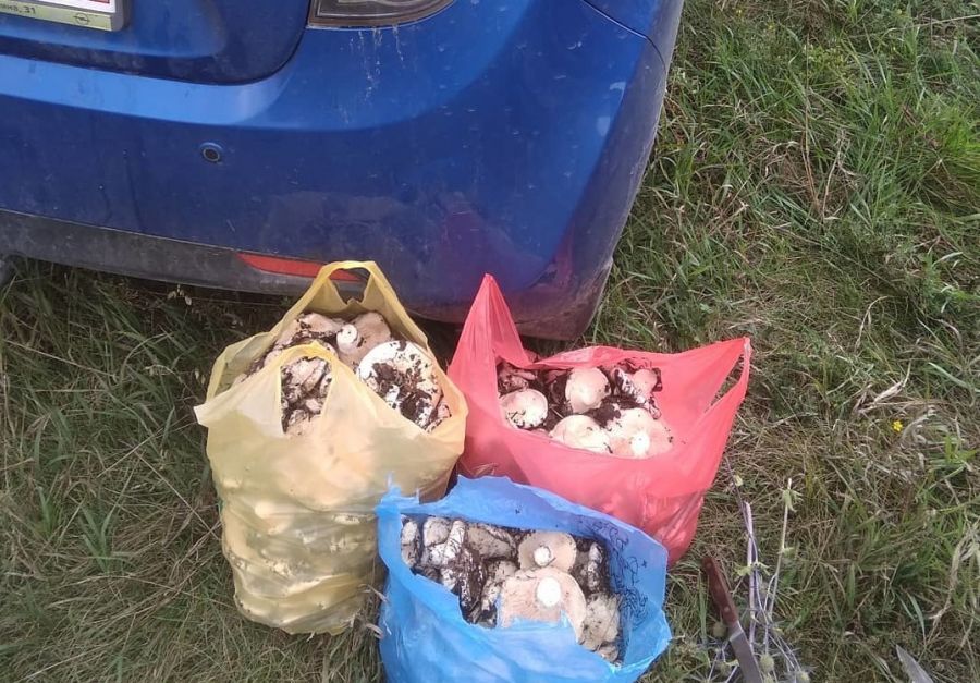 Грибалка: бийчане завалили соцсети фотографиями корзин с грибами 