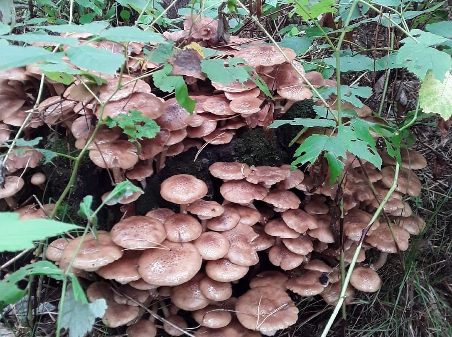 Фото: @olgagrechushnikova0104