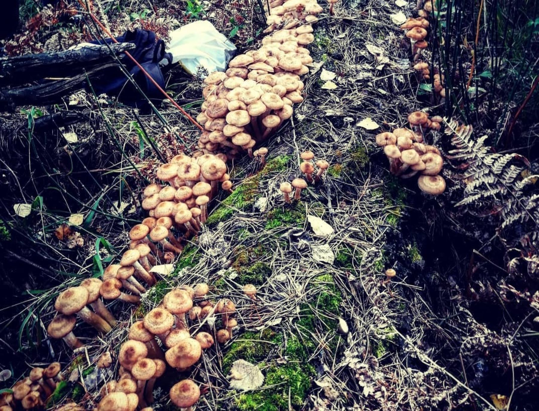 Фото: @romanchevaks