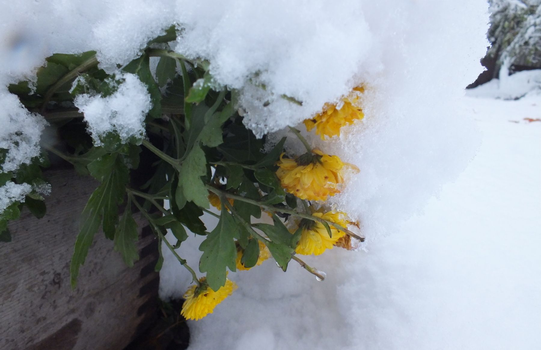 Обильный снегопад накрыл Бийск, но тепло еще вернется