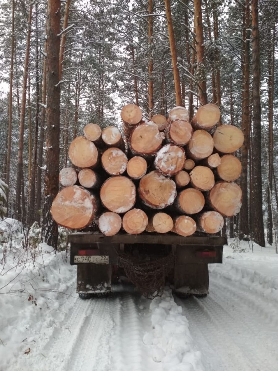 Рубки леса в Заречье у остановки «Интернат» ведет Бийский лесхоз