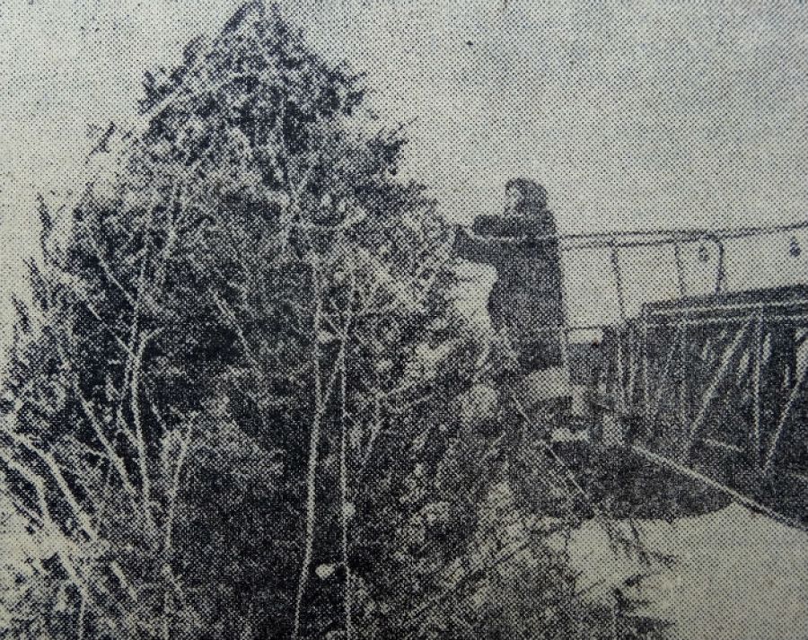 Установка городской елки, фото из газеты «Бийский рабочий», 1983 г.