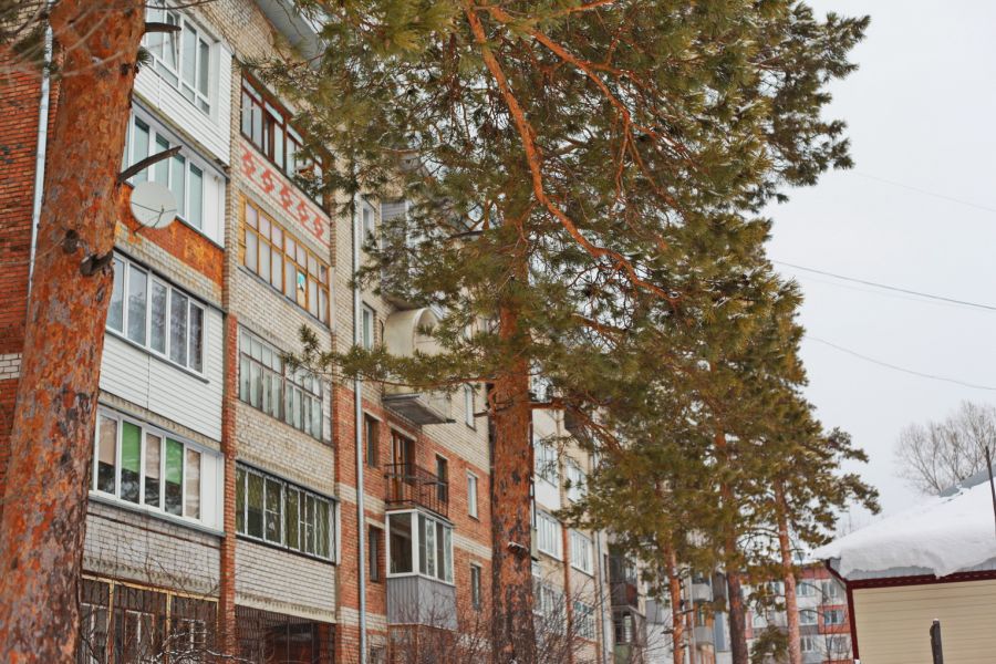 В Бийске без разрешения спилили вековые деревья для строительства многоэтажки