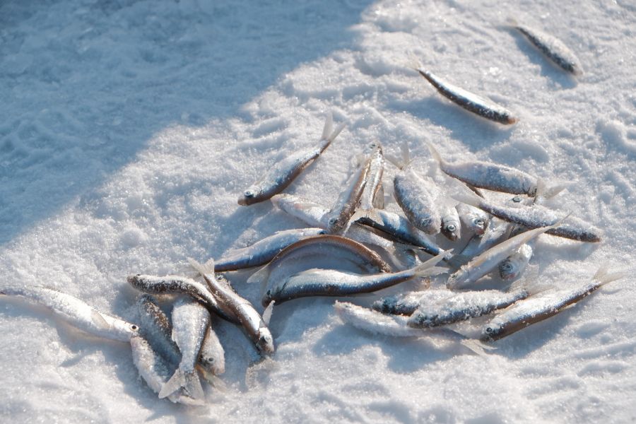 Не клюёт: почему любители зимней рыбалки не любят журналистов