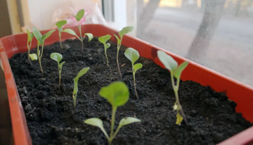 Винни-Пух, Зозуля и Пиноккио: какую рассаду продают в Бийске ранней весной - Информационный портал "Бийский рабочий", 10.03.2026