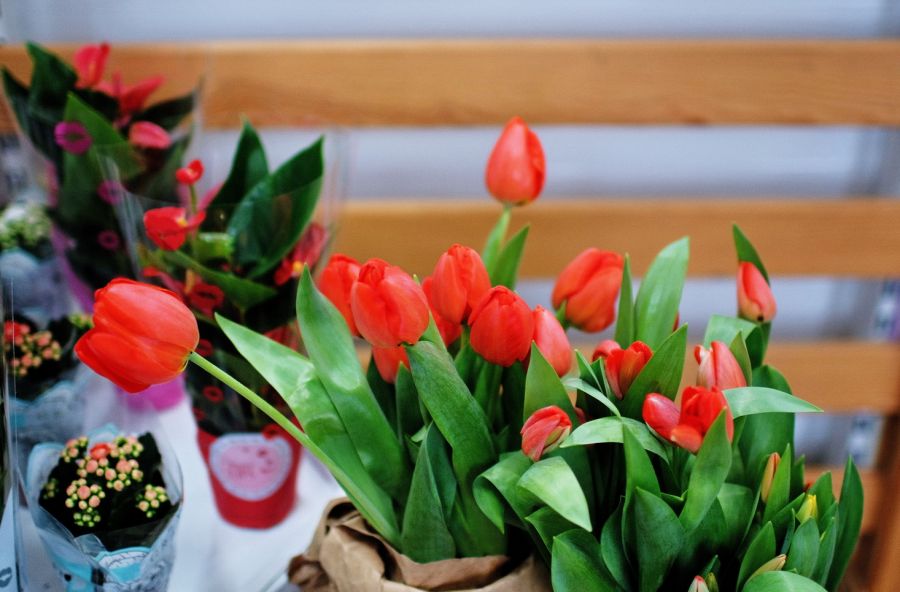 В теплицах Бийска к началу весны вырастили порядка пяти тысяч тюльпанов