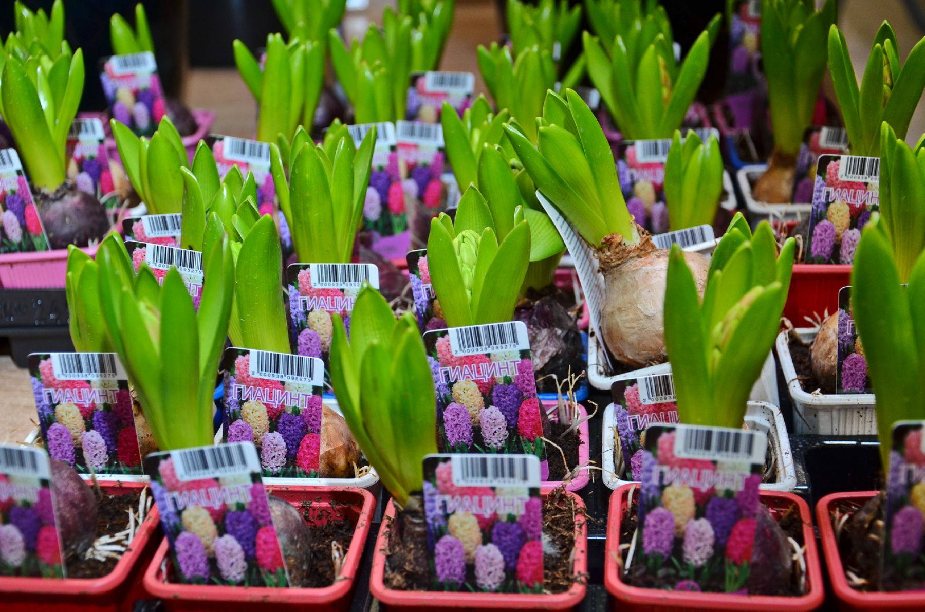 Предпраздничная суета наблюдается в цветочных отделах Бийска