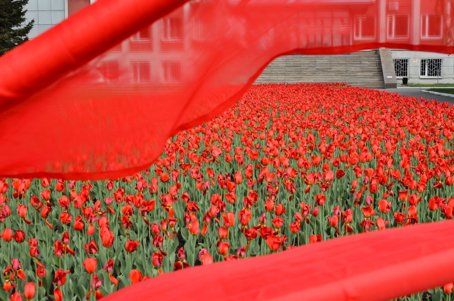 После майских праздников клумбы Бийска станут наряднее