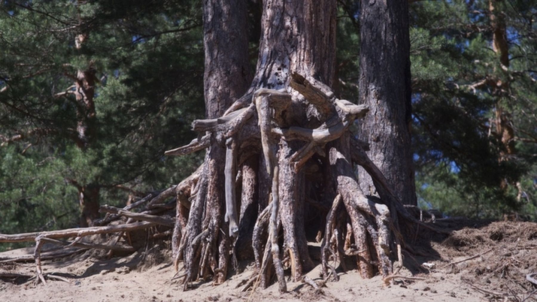 Прогулка по городу: лесопарк на АБ – одно из самых популярных мест у бийчан 