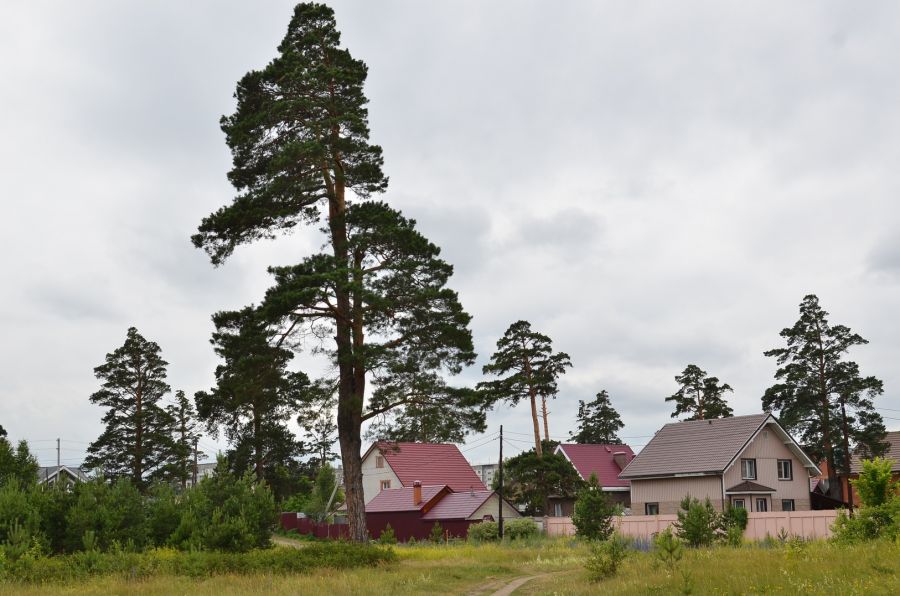 4 гектара с хвойными деревьями отдадут под застройку в Бийске