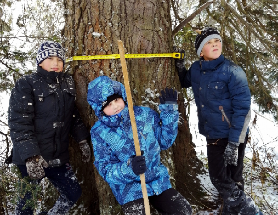  Алтайские деревья-гиганты внесут в реестр удивительных деревьев России