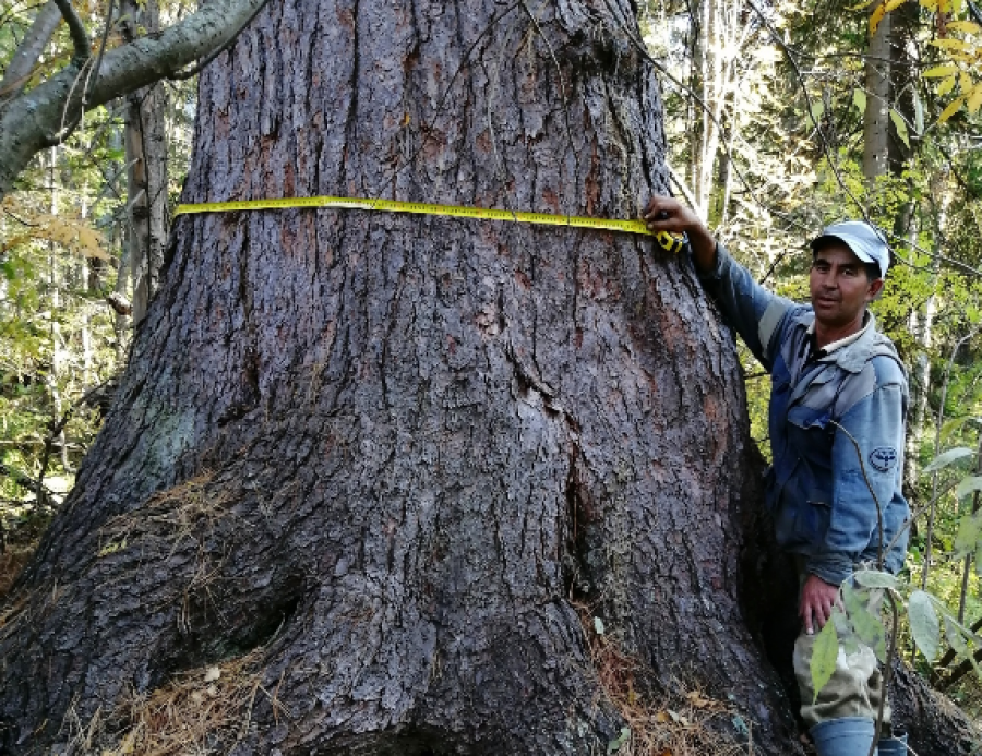  Алтайские деревья-гиганты внесут в реестр удивительных деревьев России