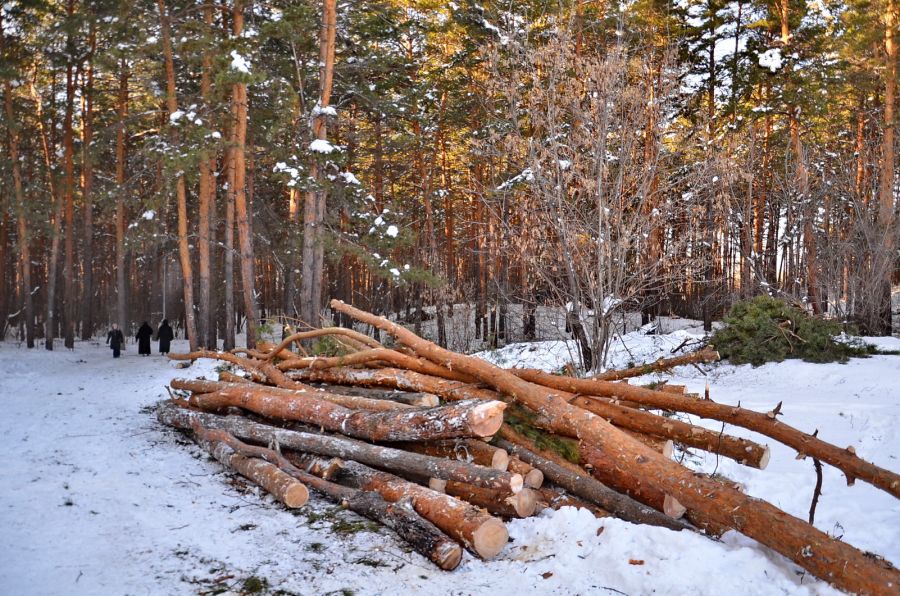 В лесах Бийска могут провести сплошные рубки шириной в 50 метров