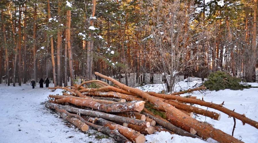 В лесах Бийска могут провести сплошные рубки шириной в 50 метров
