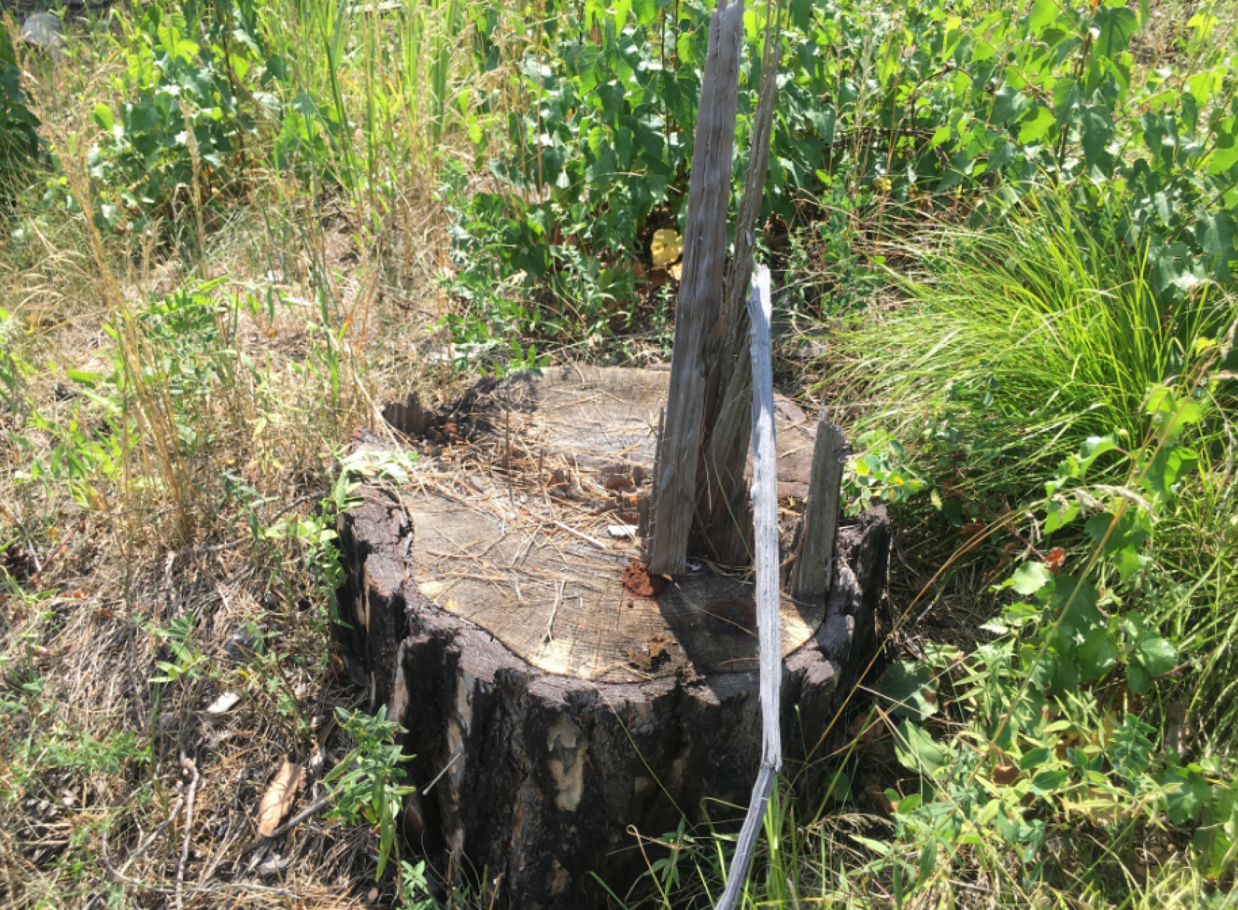 Вырубка деревьев. Рубка. Пень 