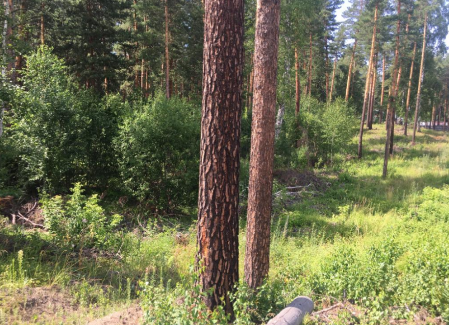 Рубки в лесах промзоны Бийска у ФНПЦ «Алтай» обернулись уголовным делом