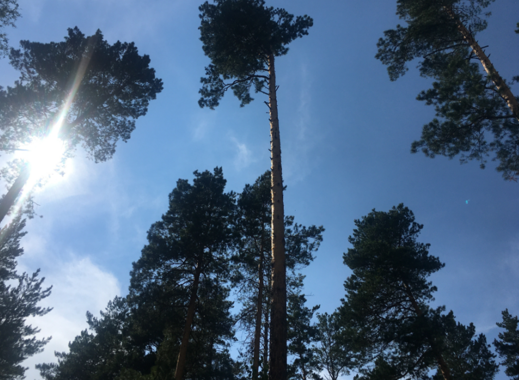 Рубки в лесах промзоны Бийска у ФНПЦ «Алтай» обернулись уголовным делом