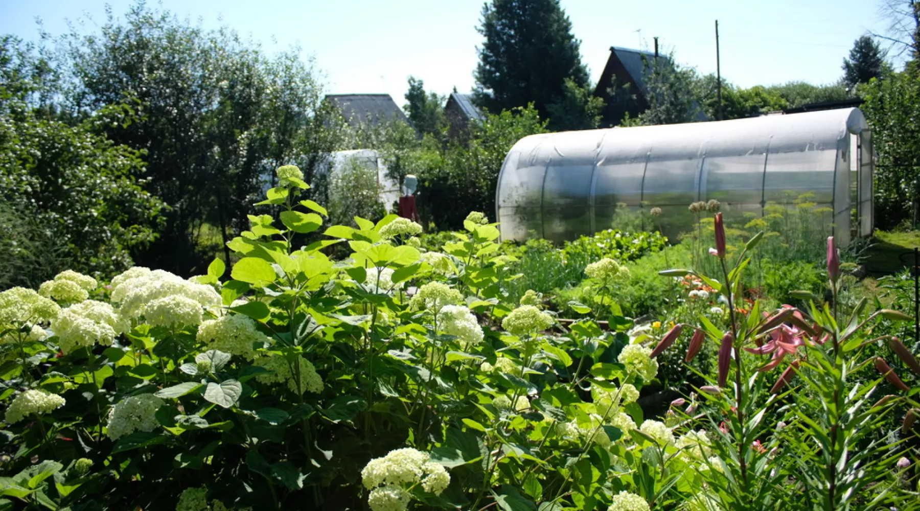 В срок и впрок: как дача круглый год кормит бийских пенсионеров