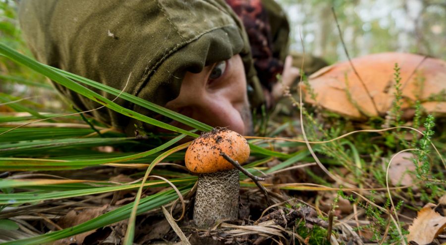 Идем на тихую охоту: эксперты рассказали, как правильно собирать грибы