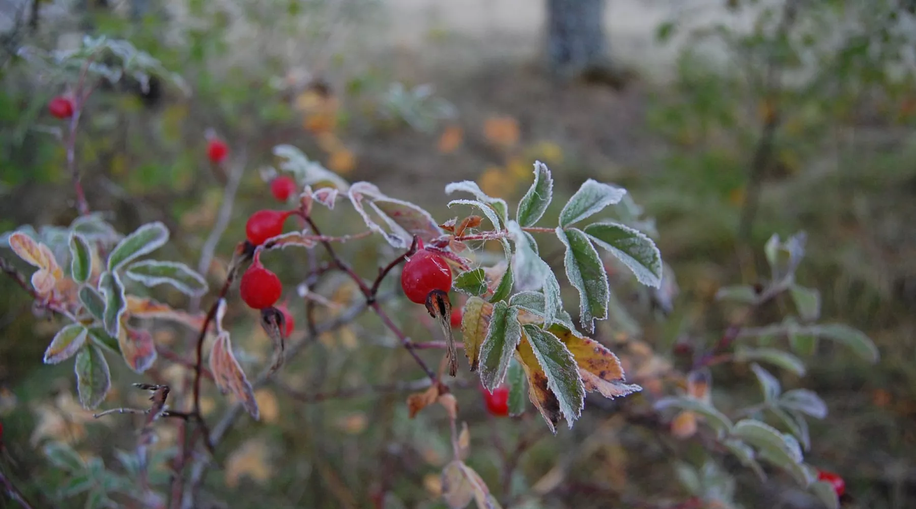 Дожди, снег и заморозки на Алтае сменит тёплая пора бабьего лета 
