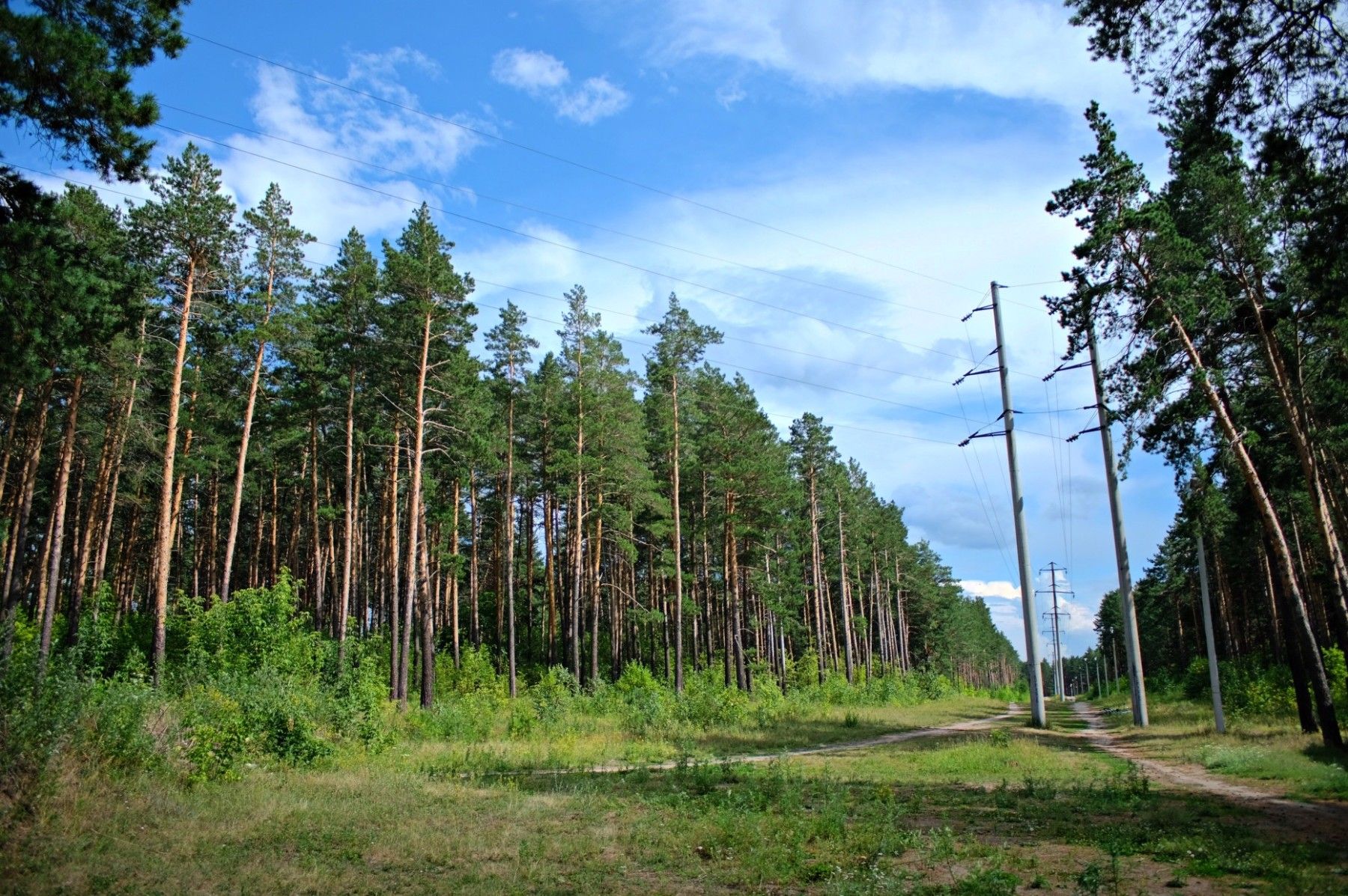 Бийские леса преимущественно хвойные.