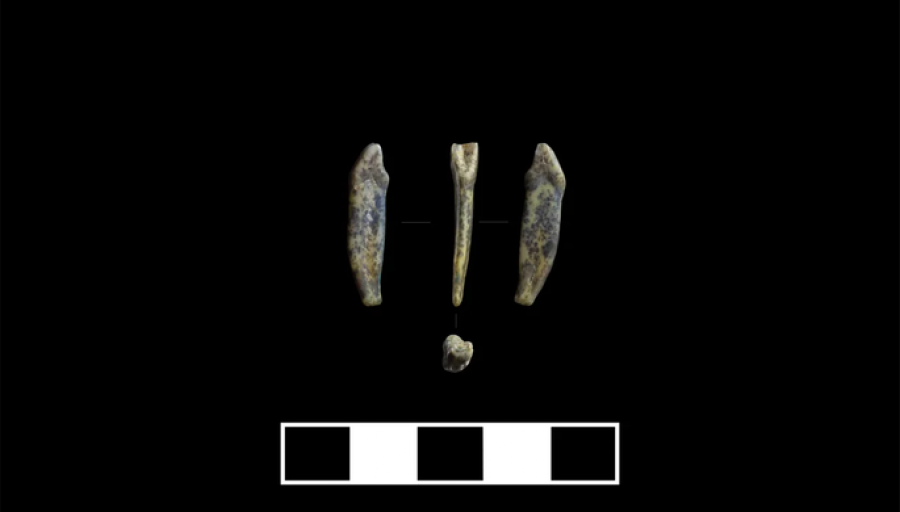 На Алтае нашли зубы неандертальцев, живших 60 тысяч лет назад