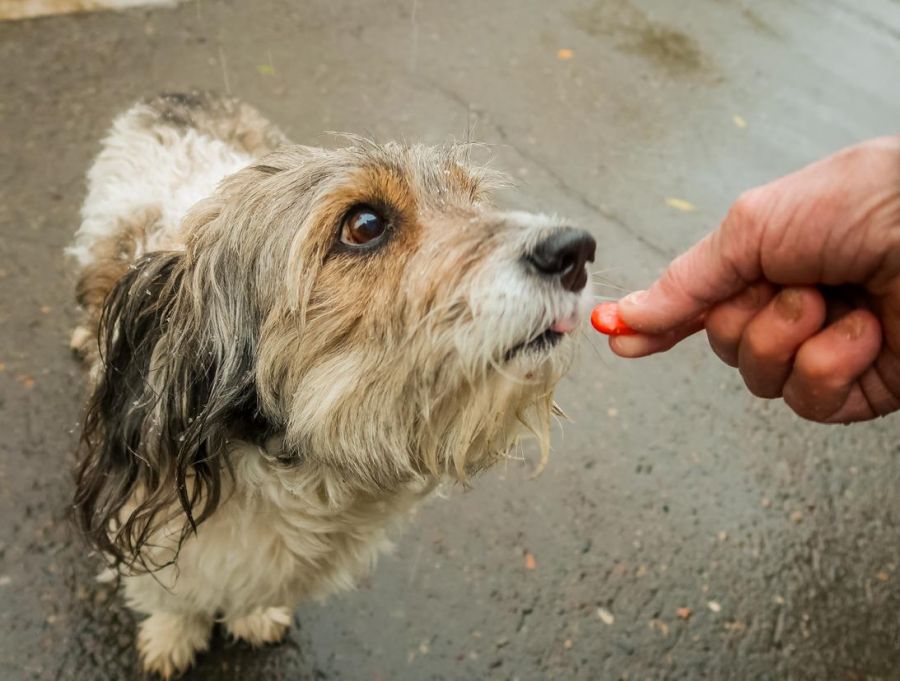 Как «работают» догхантеры в Бийске и чего нужно бояться владельцам собак 