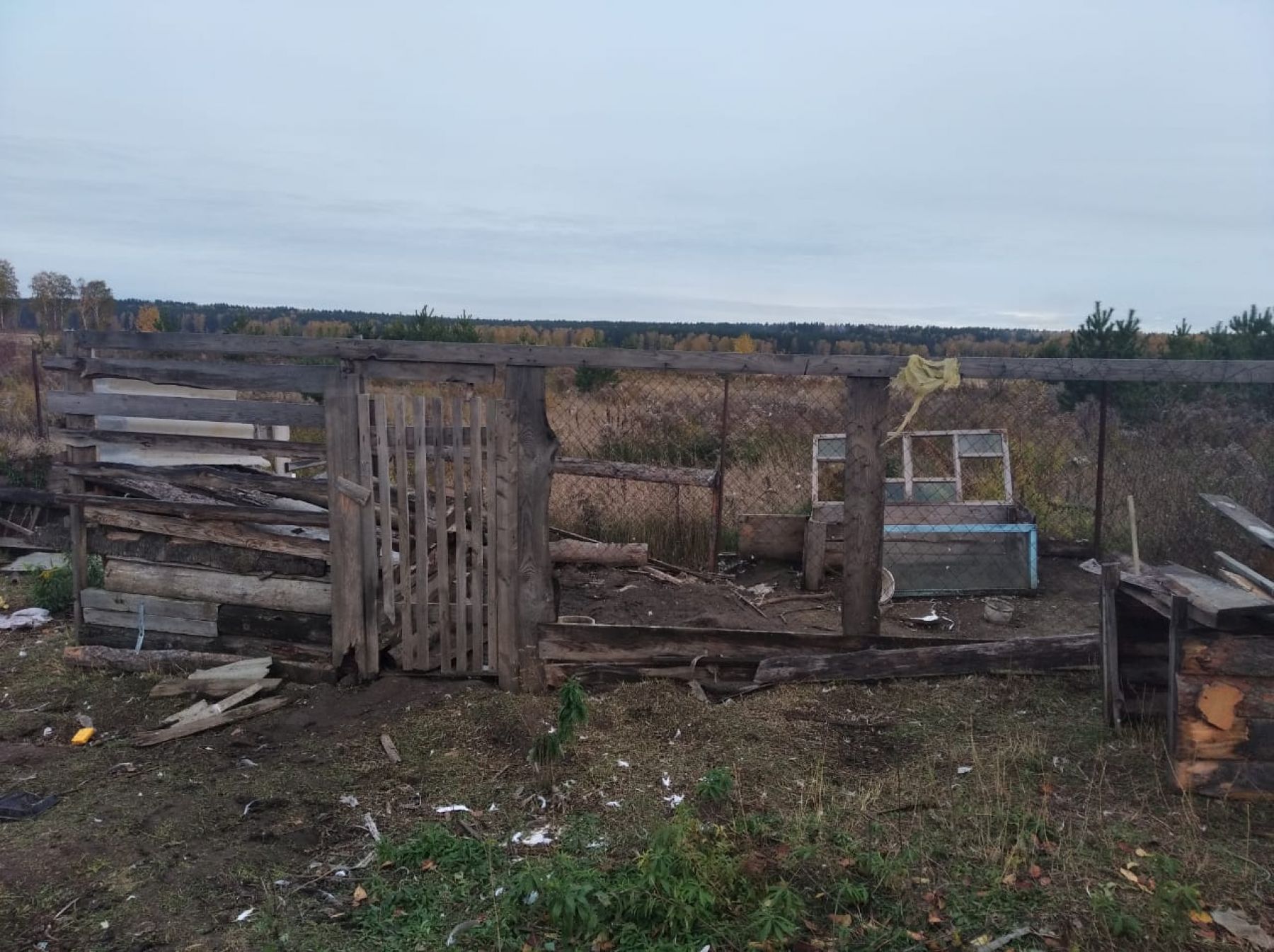 Дети ходят с шокерами: стая собак держит в страхе село Малоенисейское