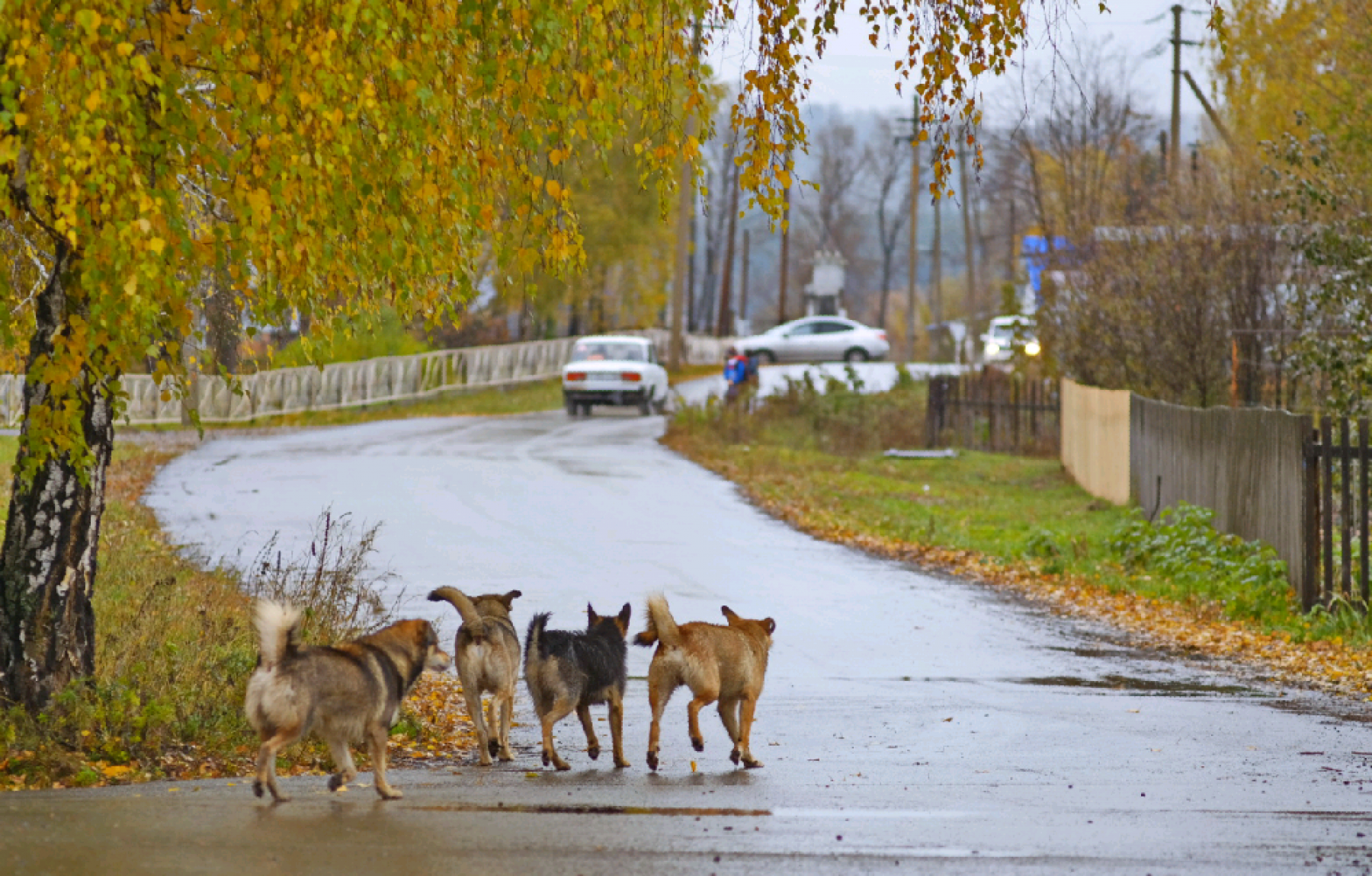 Дети ходят с шокерами: стая собак держит в страхе село Малоенисейское