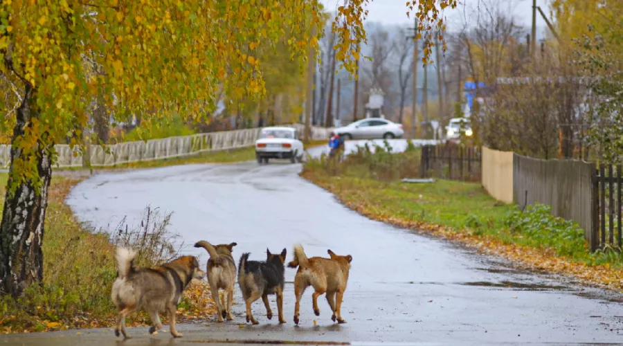 Дети ходят с шокерами: стая собак держит в страхе село Малоенисейское
