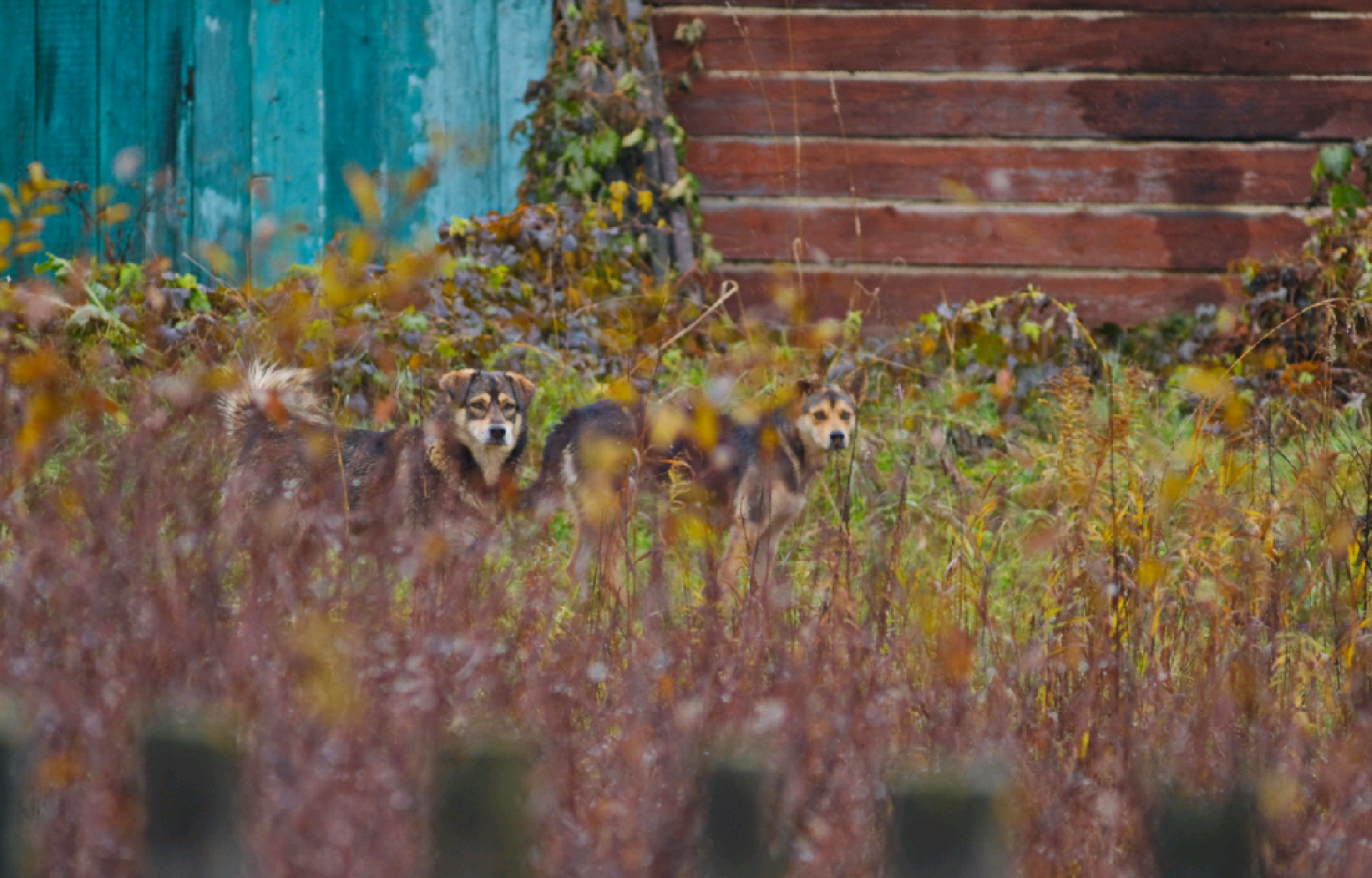 Дети ходят с шокерами: стая собак держит в страхе село Малоенисейское