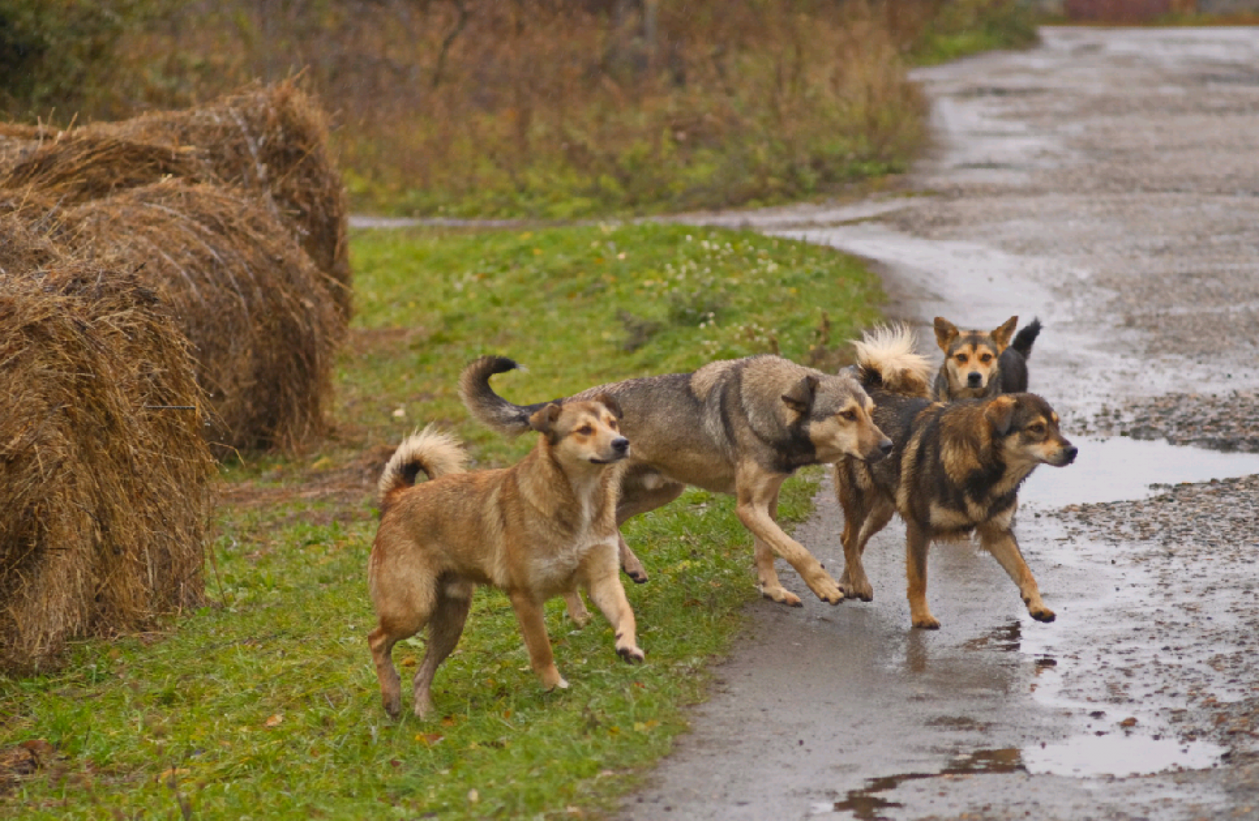 Стая собак.
