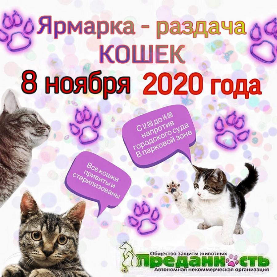 В воскресенье, 8 ноября, в Бийске пройдет ярмарка-раздача кошек 