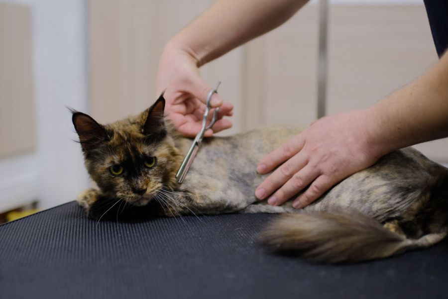 Подстричь кота и причесать собаку: как работают бийские грумеры