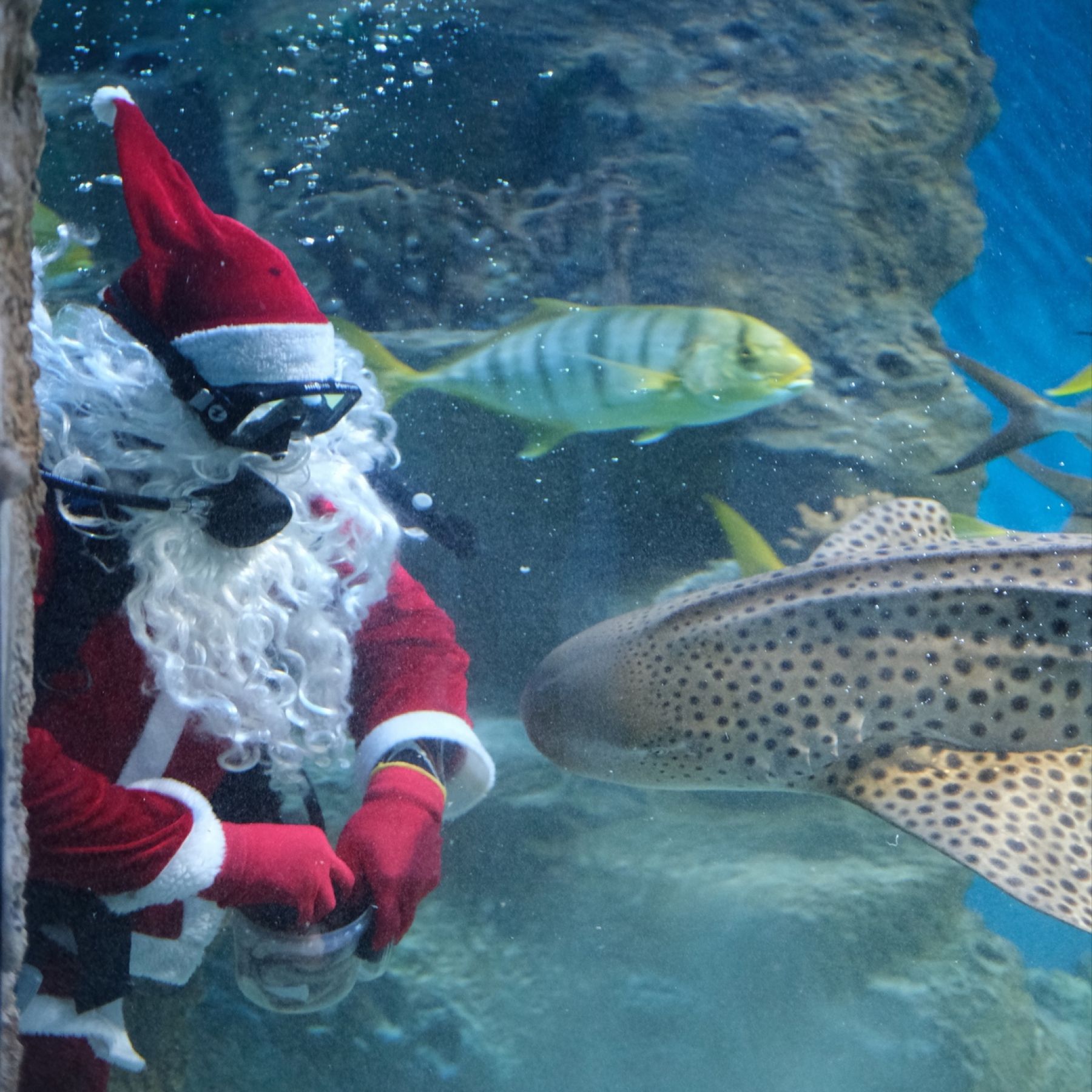 Доброе утро: позитивные предновогодние новости России и Алтая на 19 декабря