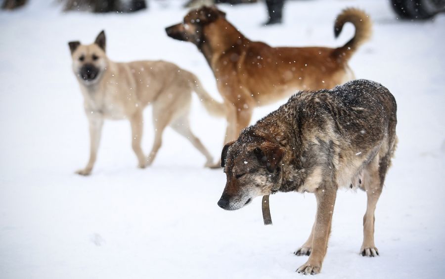 Замерзнут хвостики и лапки: как в сильные холода бийчане могут помочь животным
