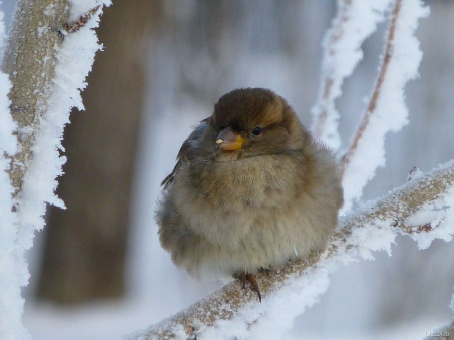 Замерзнут хвостики и лапки: как в сильные холода бийчане могут помочь животным