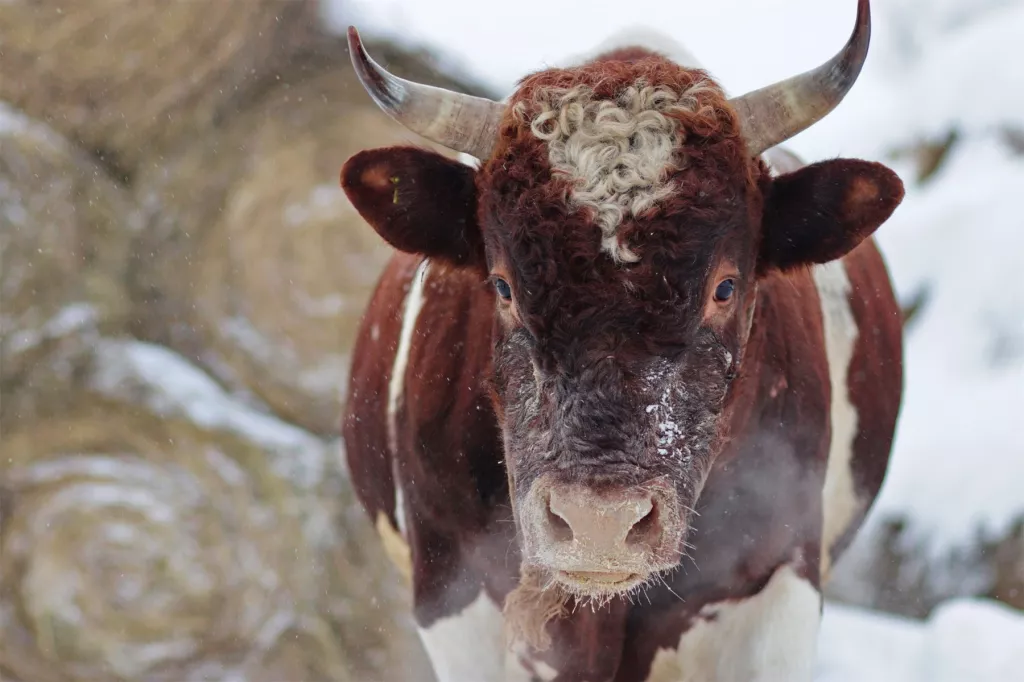 Быка из Алтайского края признали лучшим в России - Информационный портал "Бийский рабочий", 10.05.2025