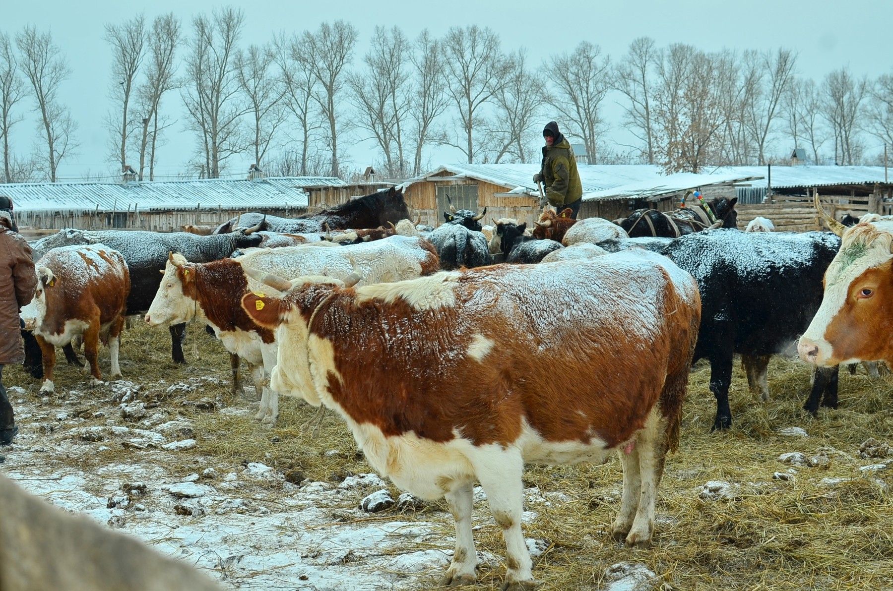 Здравствуй, Быня: "БР" познакомился с быком - символом наступившего года
