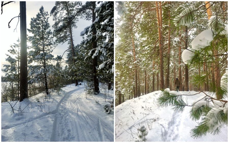 Маршрут на выходные: отправляемся на прогулку по зимнему лесу