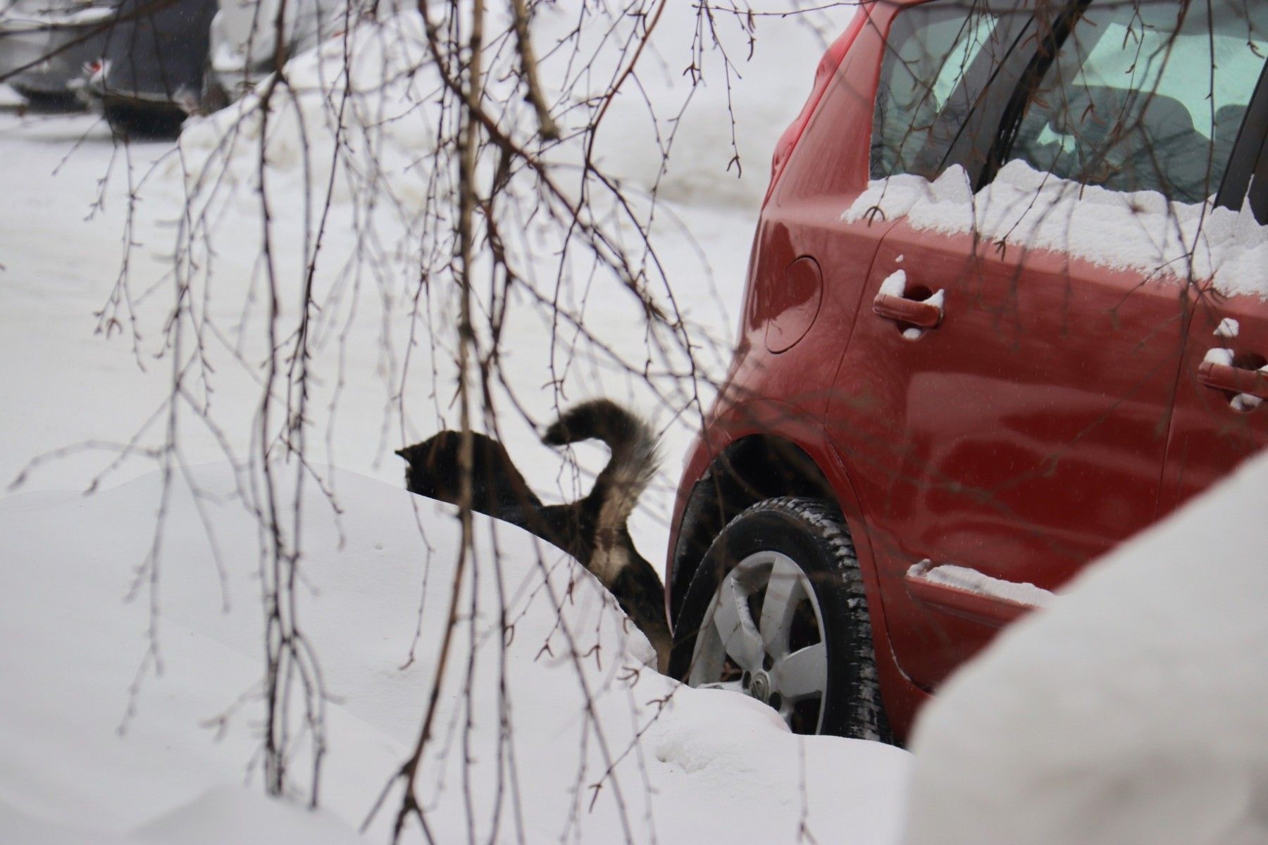 Кучи куч: где можно выгуливать собак в Бийске и кто должен за ними убирать